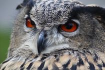 Eagle owl von past-presence-art