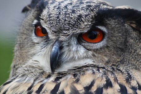 Eagle-owl-184567