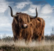 Highland bull in a meadow von past-presence-art
