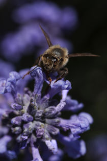 Bienen-Center Lavendel von Chris Berger