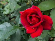 Red Rose von David Bishop