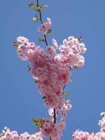 Kirschblüten Herz von kattobello