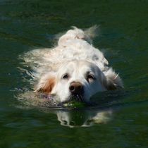 Hundeschwimmen by kattobello