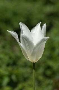 Weiße Tulpe von kattobello