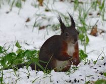 Eichhörnchen im Winter von kattobello