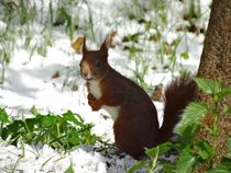 Eichhörnchen im Schnee von kattobello