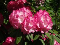 Rosa weißer Rhododendronbusch by kattobello