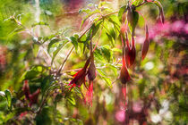 Gartenfuchsie - Fuchsia magellanica von Nicc Koch