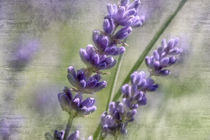 Duftende Lavendelblüten by Nicc Koch