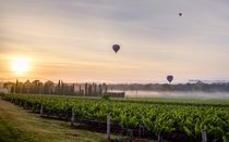 Morning Vines - Hunter Valley Australia von John Lechner