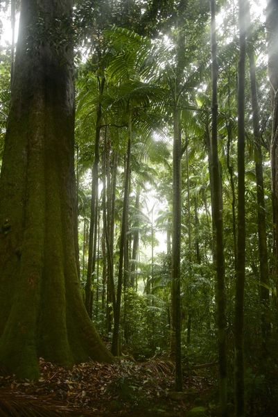 Minyon-rainforest