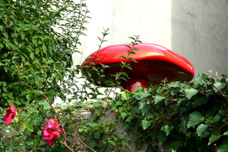 Mushroom-in-red-salzburg