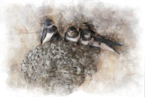 Nest of Swallows von Elena Oglezneva