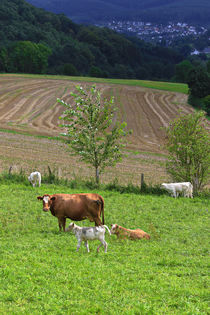 Kühe über dem Tal by Bernhard Kaiser