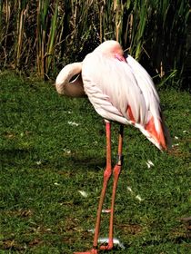 Flamingo macht ein Schläfchen by assy