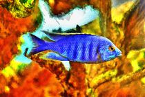 Digital Art Blauer Malawibuntbarsch von kattobello