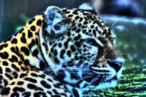 Traum Leopard by kattobello
