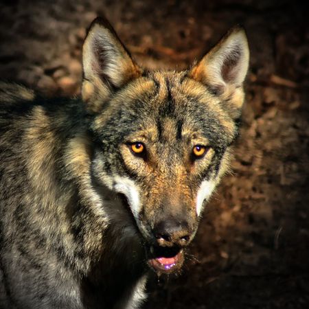 Wolf4