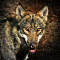Wolf by kattobello