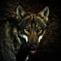 Wolf in der Dunkelheit by kattobello