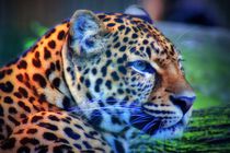 Leopard by kattobello