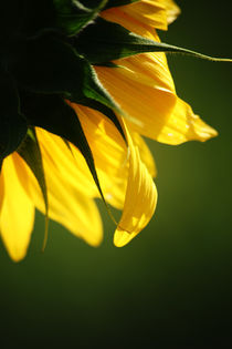 Sonnenblume  by Bastian  Kienitz