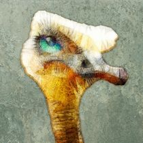 ostrich by ancello