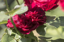 Rote Rosen von Petra Dreiling-Schewe