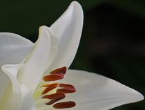 White Lily (Digital Art) by John Wain