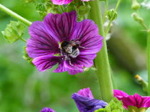 Blüte mit Biene von maja-310