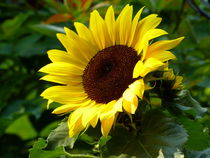 Sonnenblume - 1 von maja-310