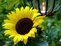 Sonnenblume - 2 von maja-310