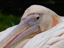 Pelikan von maja-310