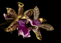 Zygopetalum Orchidee by Rolf Sauren