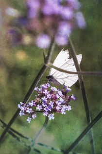 Schmetterling an Blüte by Petra Dreiling-Schewe