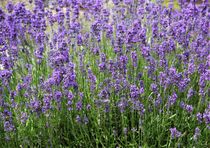 Lavendelfeld by assy