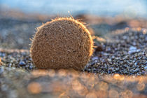 palla di mare - Seaball - Seeball - Meeresball by Peter Bergmann