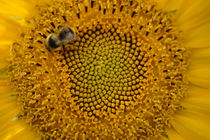 Biene und Sonnenblume by Bastian  Kienitz