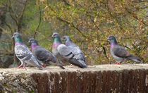 Tauben auf der Ulmer Stadtmauer by kattobello