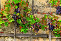 Weintrauben von mario-s