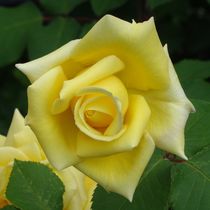 Gelbe Rosenblüte von kattobello