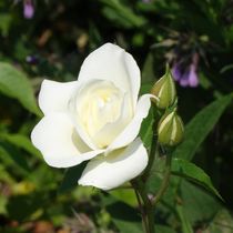 Weiße Rosenblüte von kattobello