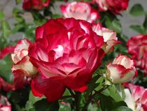 Rot weiße Rosen by kattobello