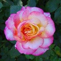 Rosa weiße Rosenblüte by kattobello