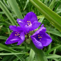 Blaue Dreimastblume by kattobello
