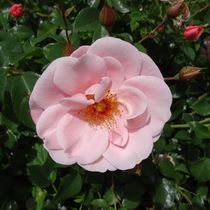 Zartrosa Rosenblüte von kattobello