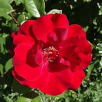 Rote Rosenblüte von kattobello