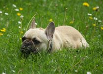 Französische Bulldogge auf der Wiese von kattobello