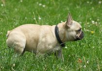 Französische Bulldogge im Grünen von kattobello