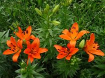 Orangene Lilien von kattobello